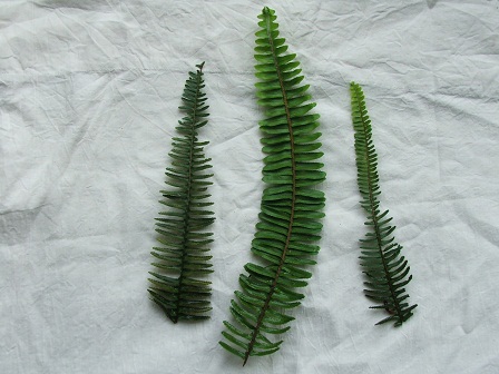 Ferns 2