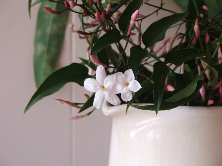Jasmine 2