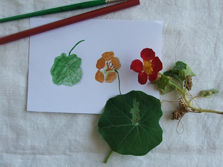 Nasturtiums