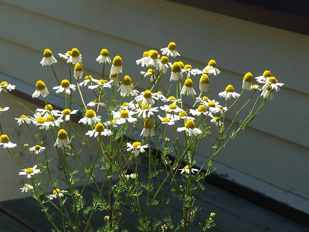 Chamomile 2