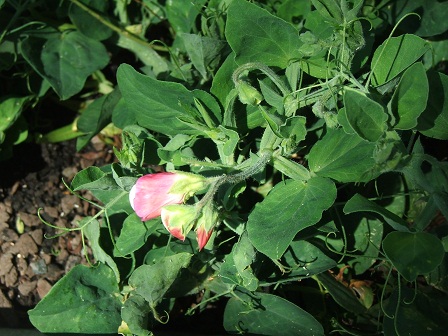 Sweet pea 1