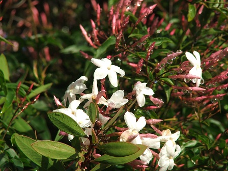 Jasmine 2