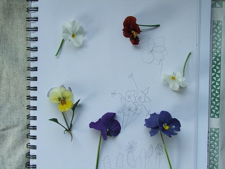 Pansies 1