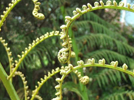 Ferns 3
