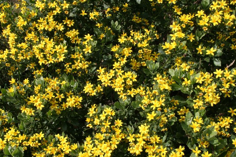 Yellow wildflowers- med
