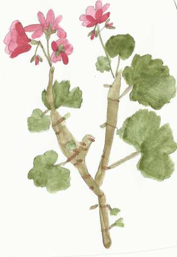 Geranium drawing