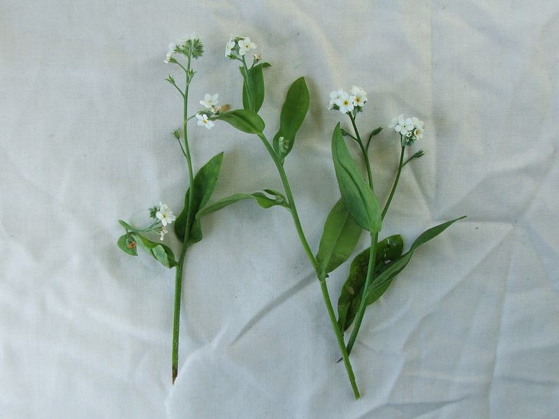 Forgetmenots