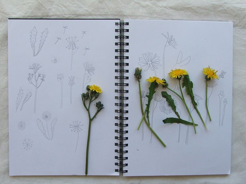 Dandelions