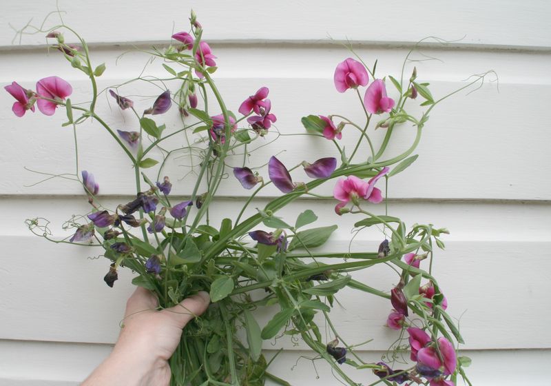 Sweet peas