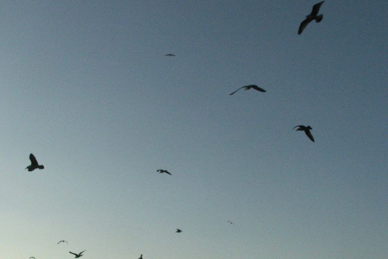 Birds - dusk