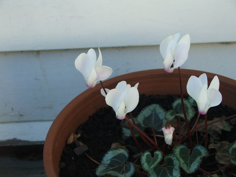 Cyclamen