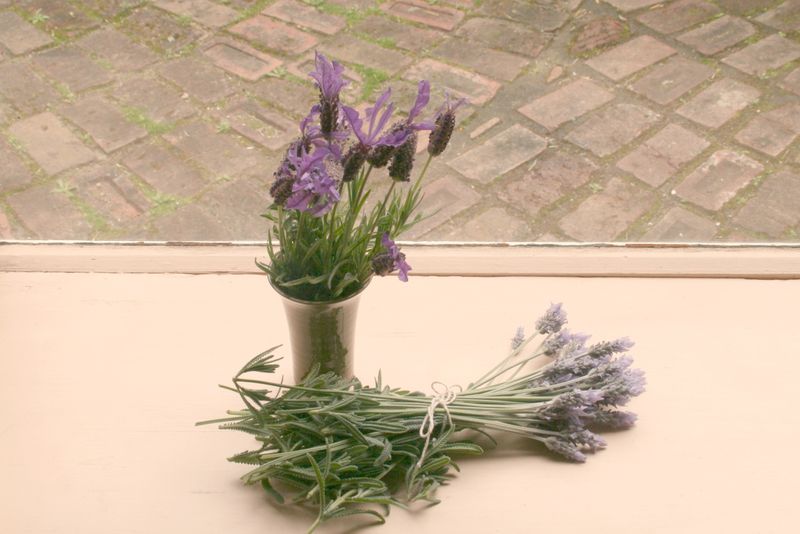 Lavender 2 Lavender 2