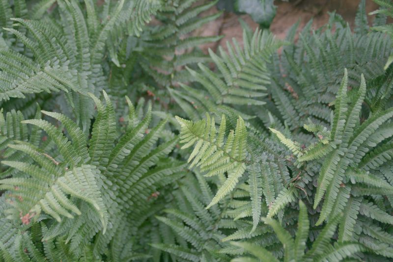 Ferns