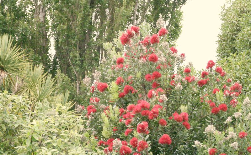 Pohutukawa