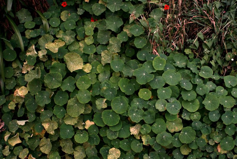 Nasturtium leaves