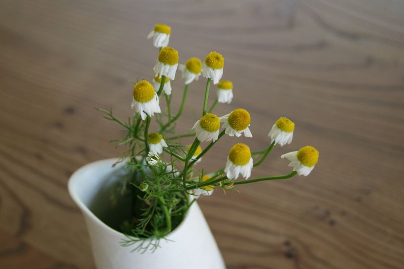Chamomile