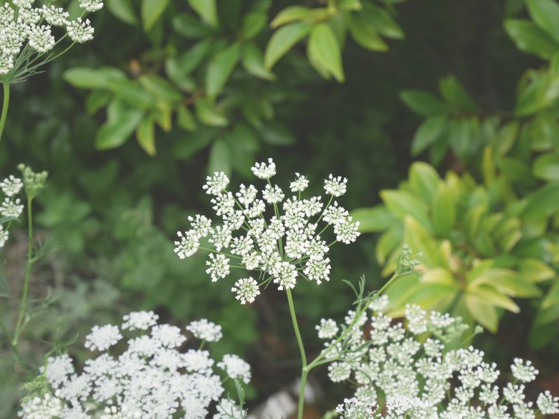 Queen anne's lace