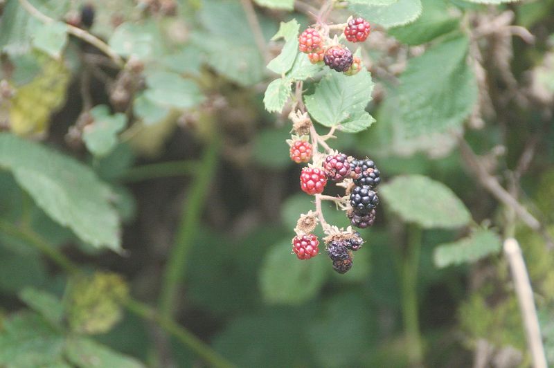 Berries