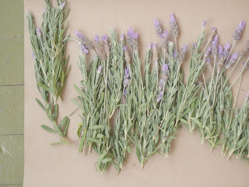 Lavender drying