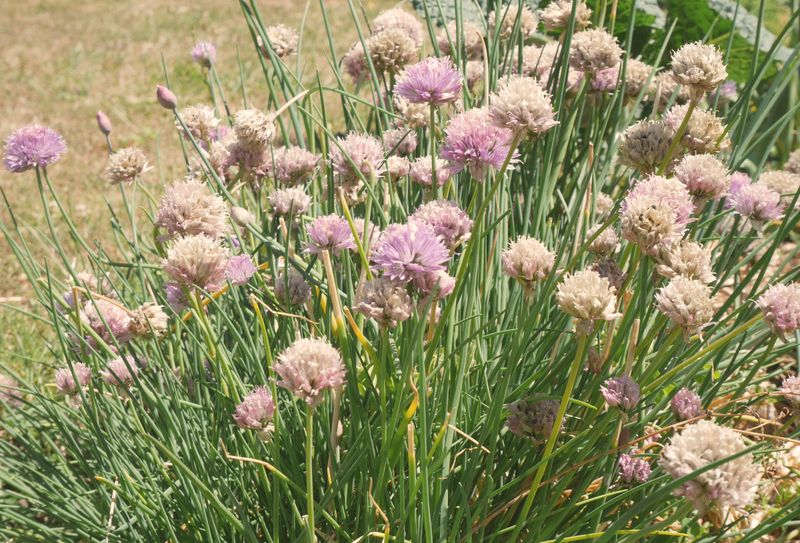 Chives