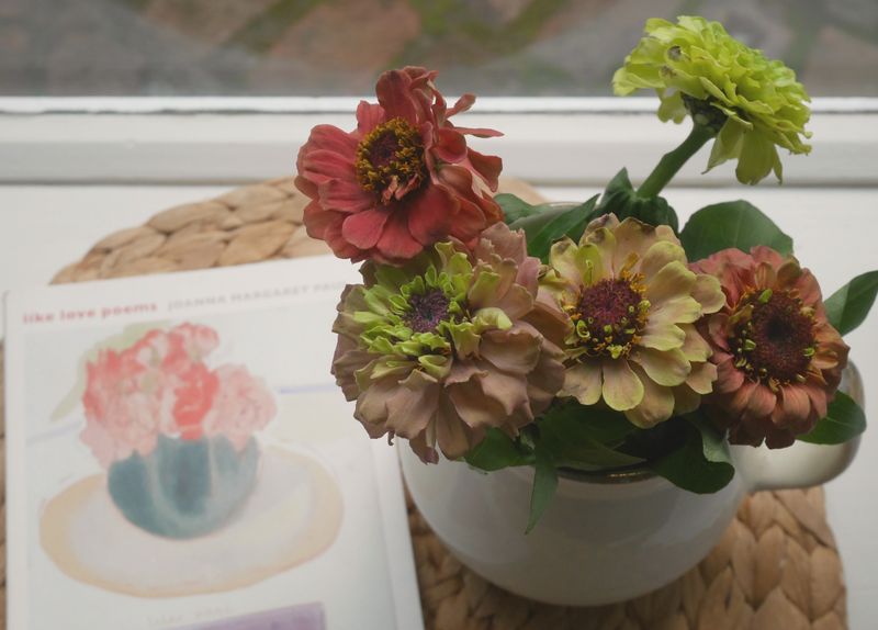 Zinnias