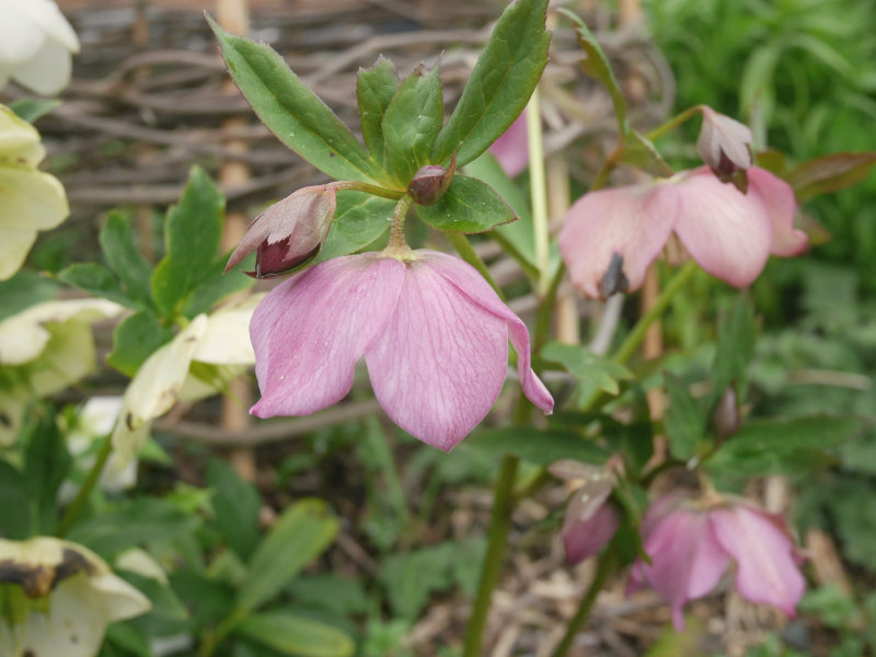 Hellebores