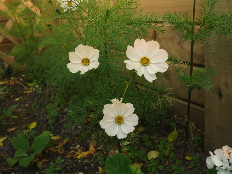 Cosmos 2