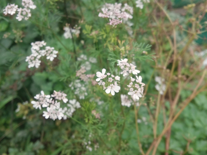 Coriander