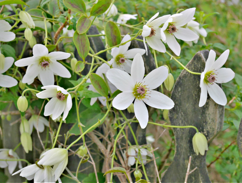 Clematis
