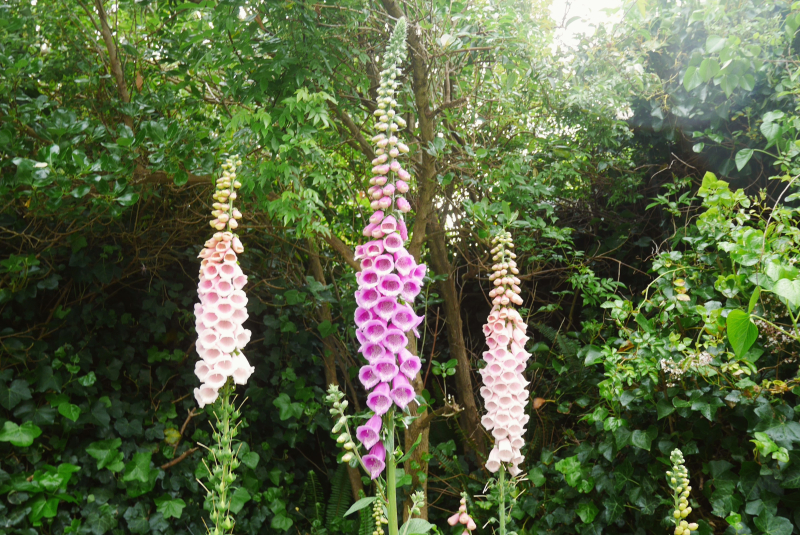 Foxgloves