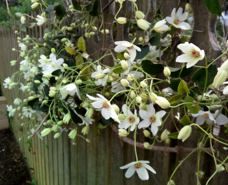 Clematis
