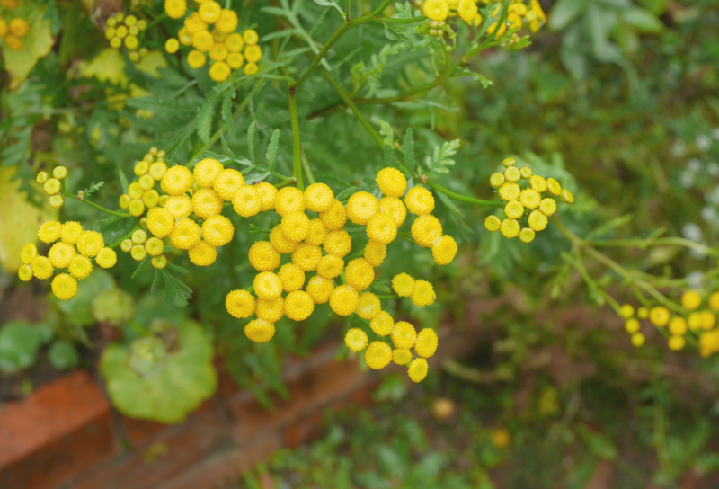 Tansy