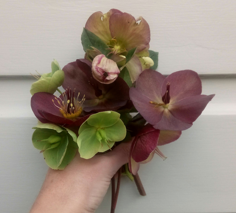 Hellebores