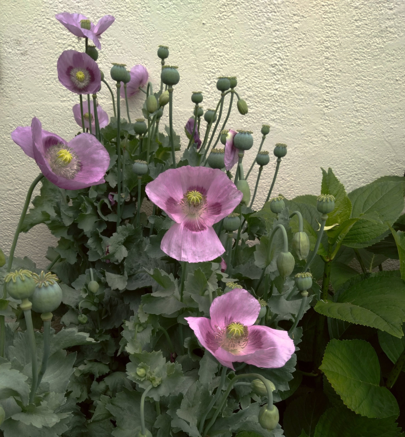 Poppies