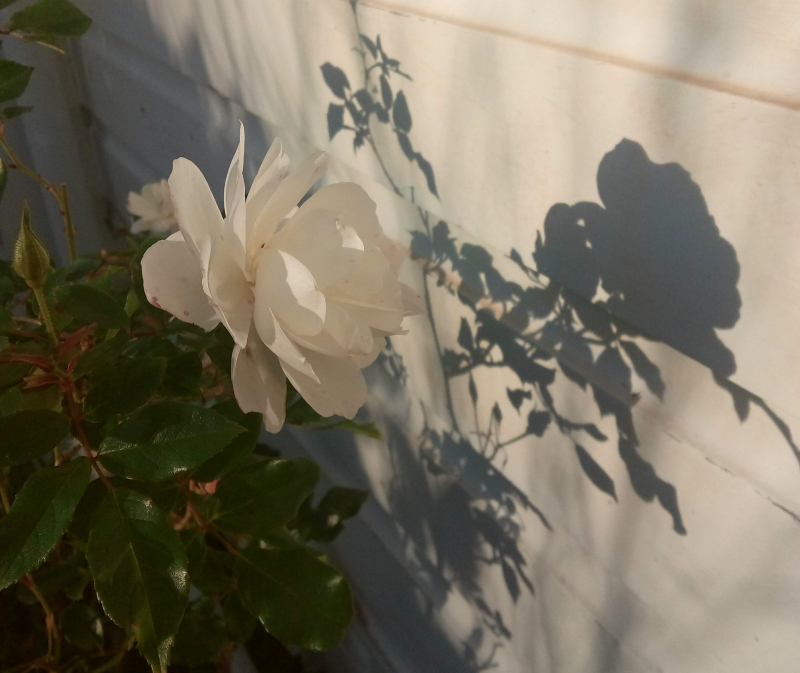 Rose shadow
