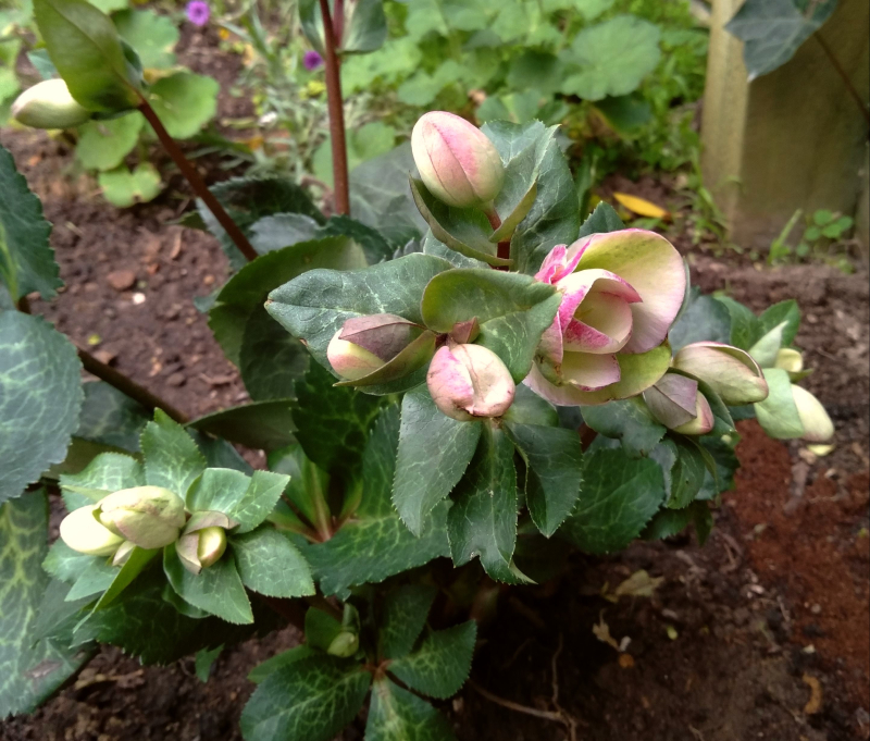 Hellebore 1