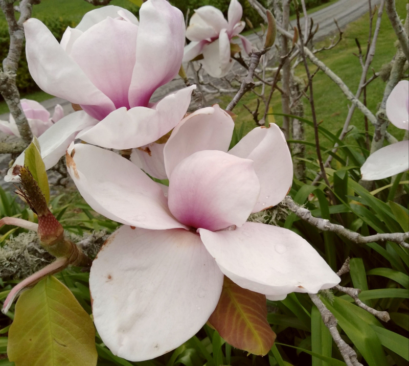 Magnolia (1)