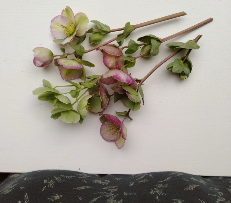 Hellebores