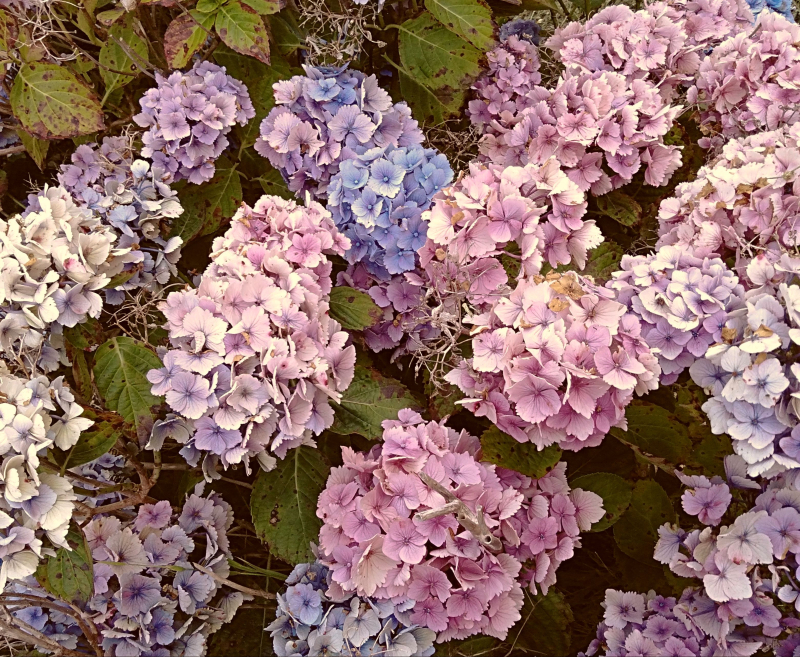 Hydrangeas hataitai