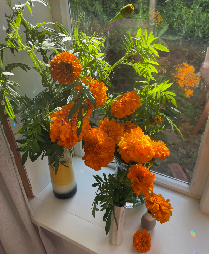 Marigolds