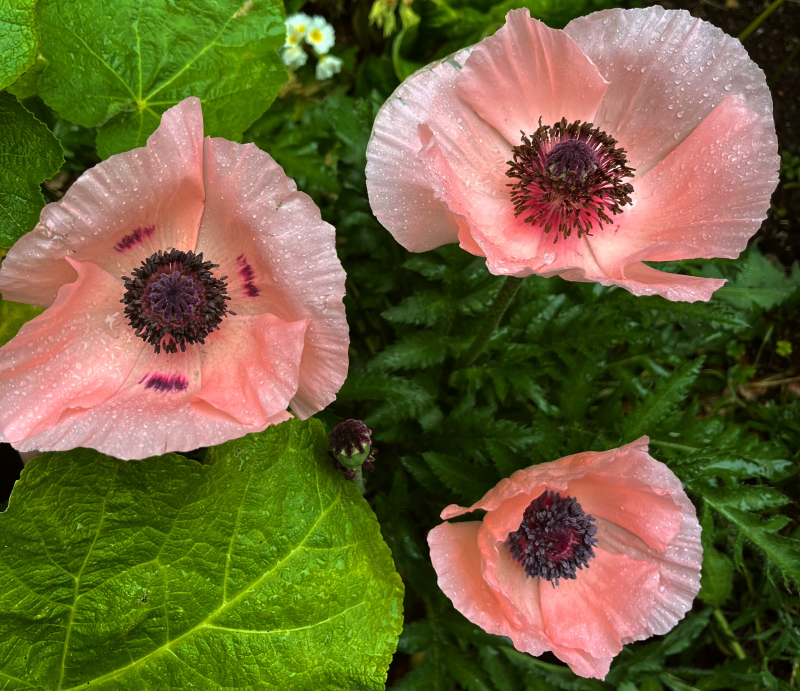 Poppies